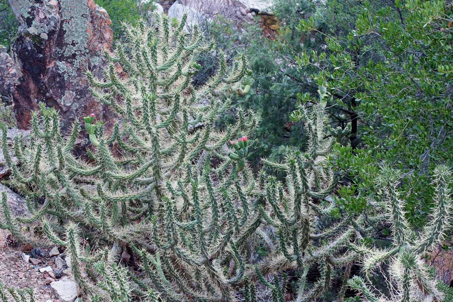 Austrocylindropuntia subulata / Opunzia subulata